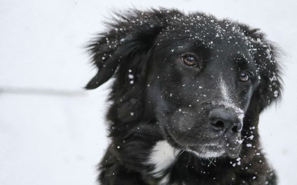 Mobile Veterinarian in Kalamazoo