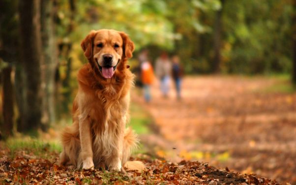 Mobile Veterinarian in Kalamazoo