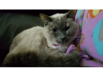 Mobile Veterinarian in Kalamazoo