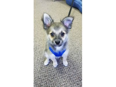 Mobile Veterinarian in Kalamazoo