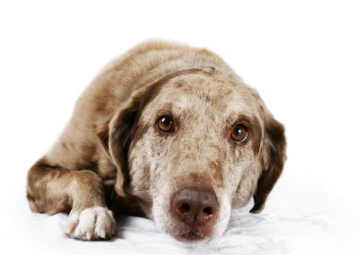 House Call Veterinarian