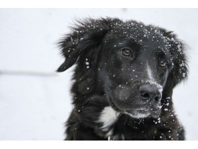 Mobile Veterinarian in Kalamazoo