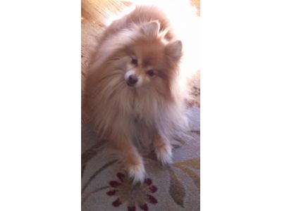 Keep Your Pet Protected with Vaccination from a Mobile Veterinarian in Kalamazoo