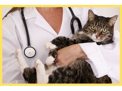 mobile pet vet