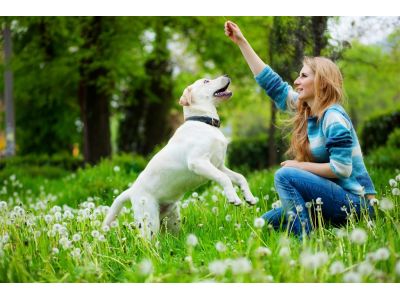 Mobile Veterinarian in Kalamazoo