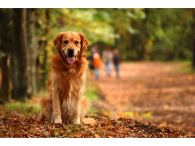 Mobile Veterinarian in Kalamazoo